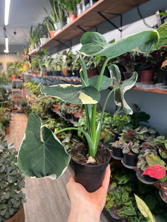 Alocasia-Mickey Mouse 4”