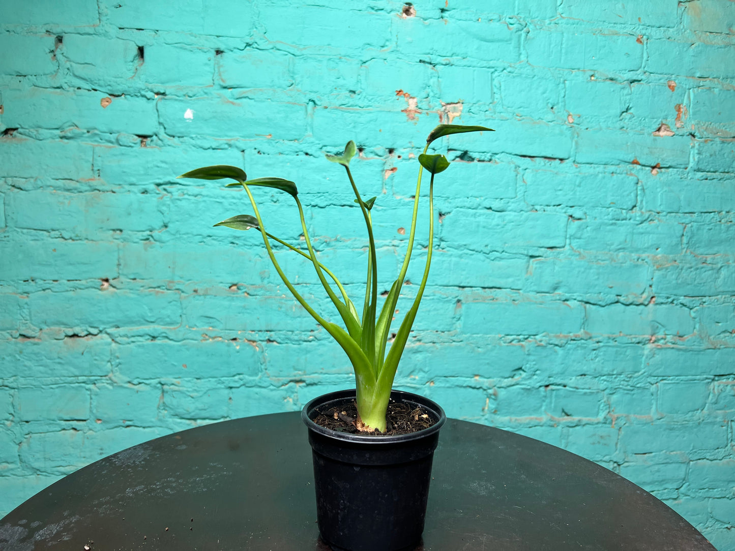 Alocasia Tiny Dancer 4”