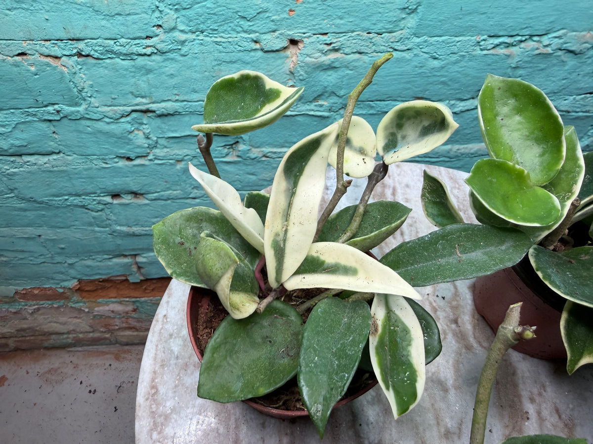 Hoya Carnosa Albo 4”