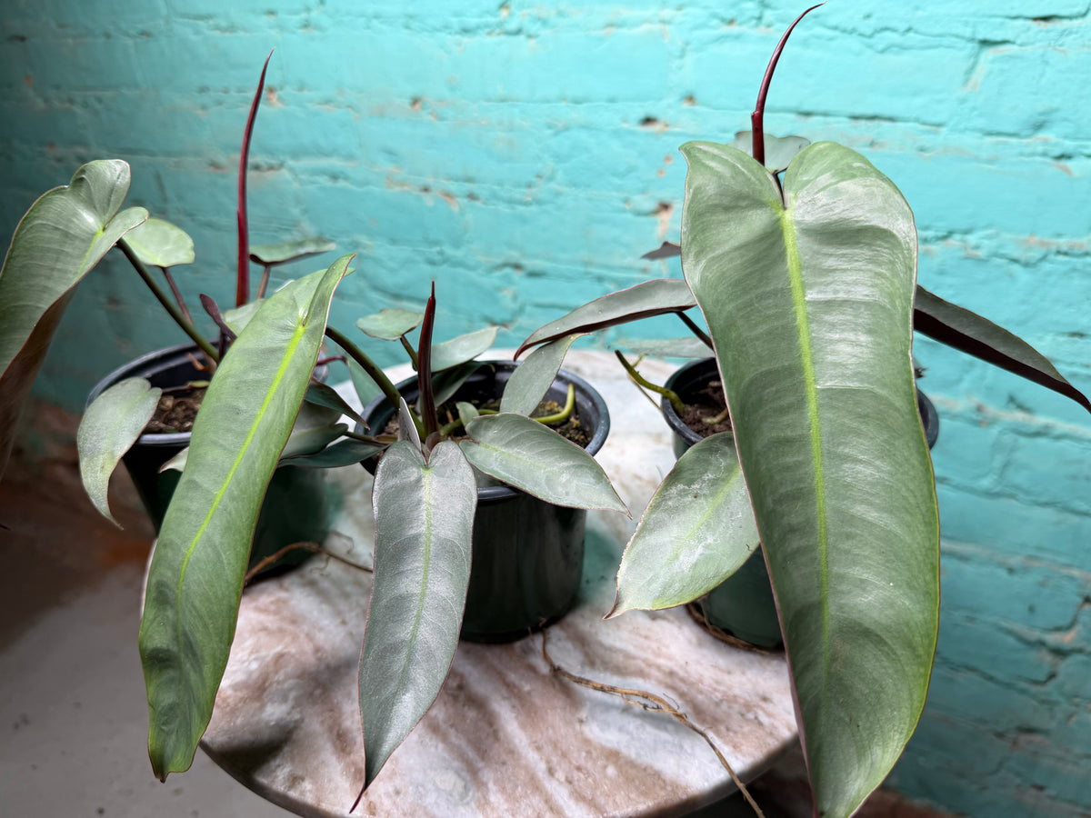 Philodendron atabapoense | Atabapo Philodendron 4”