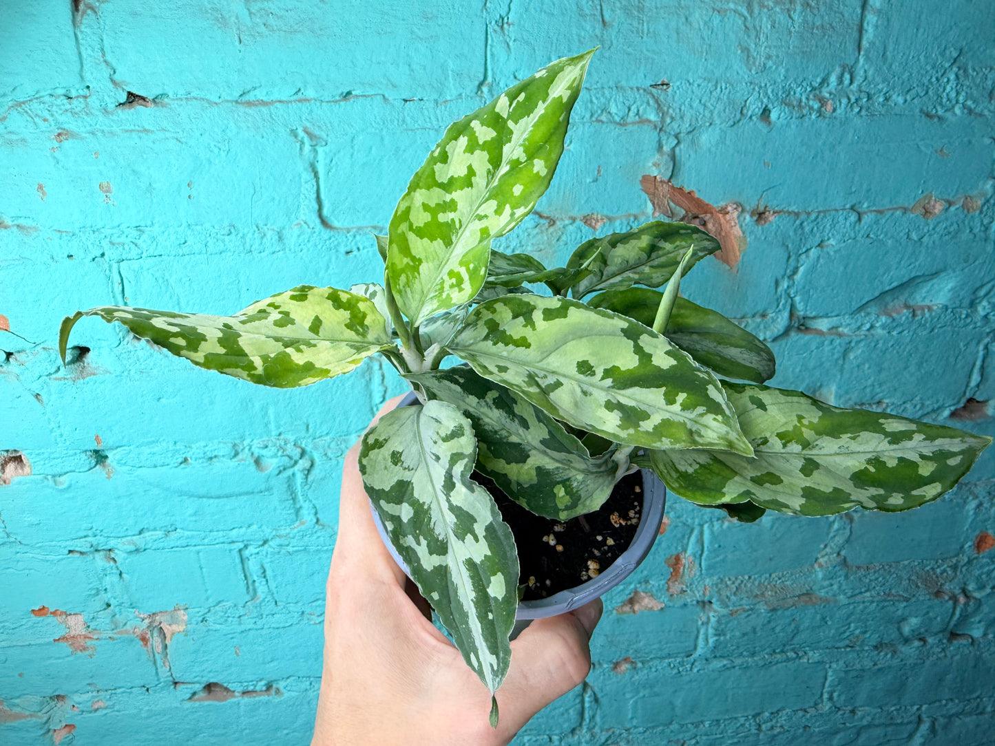 Aglaonema Pictum Whites 4”