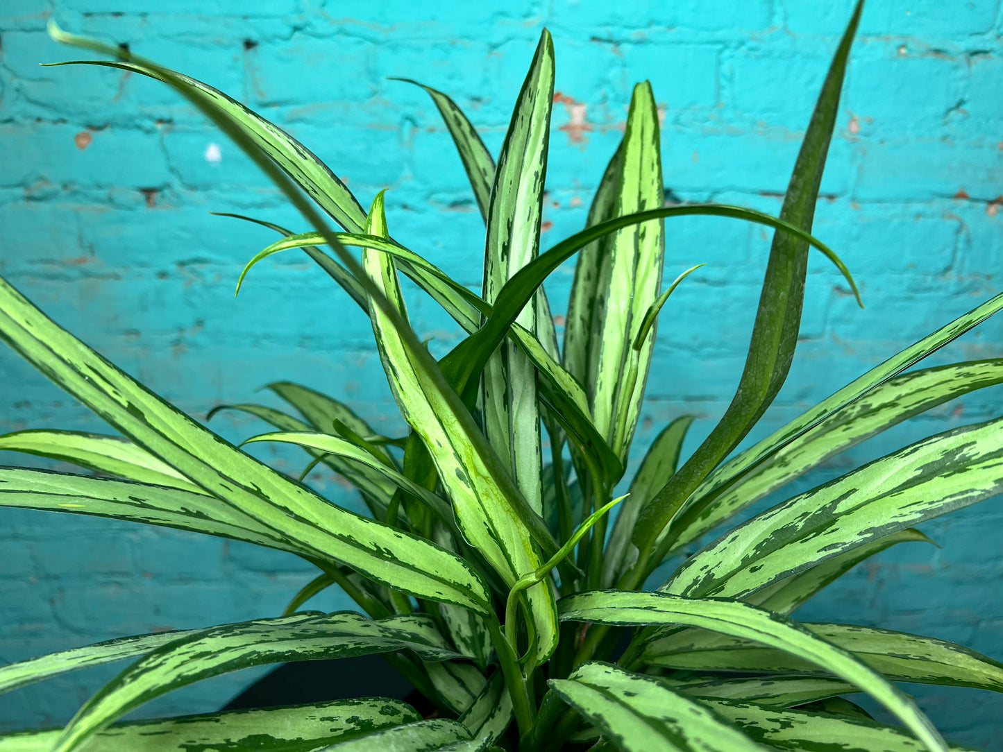 Aglaonema Cutless  6”