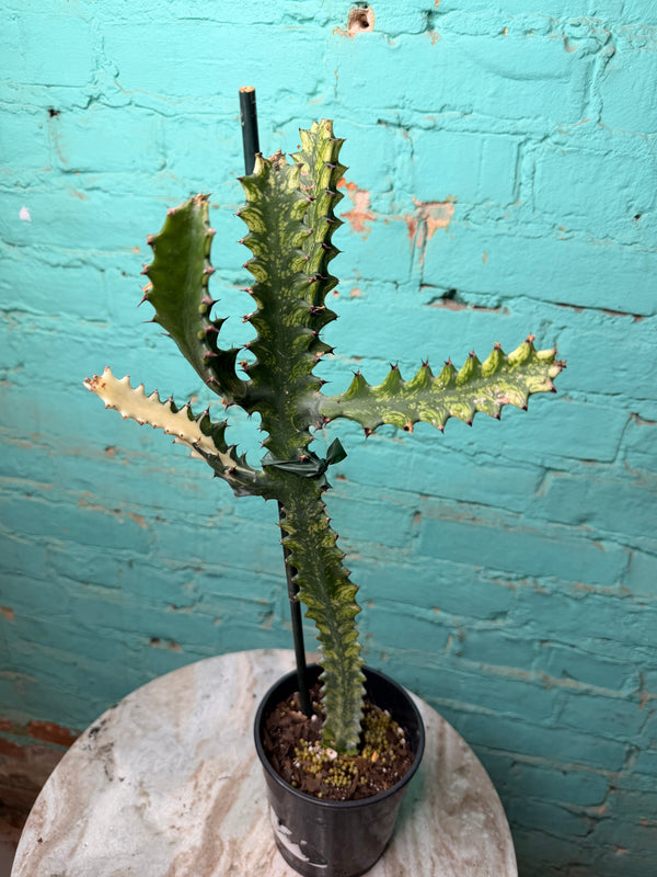 Euphorbia Trigonia Variegated 4”