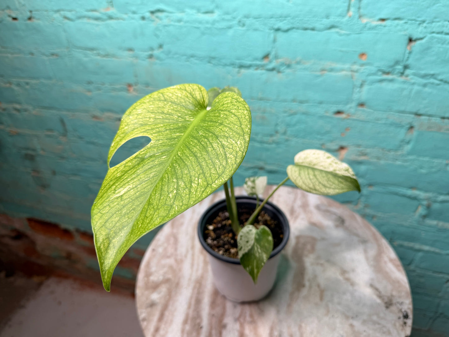 Monstera White Monster 4”