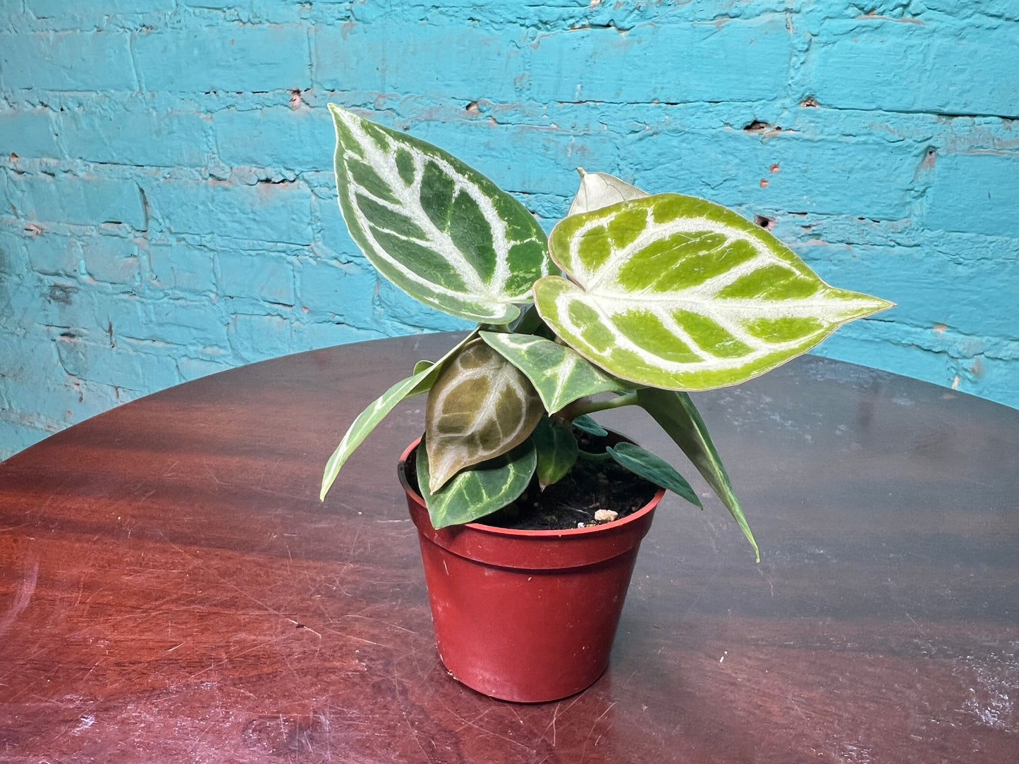 Anthurium Doryaki 3”