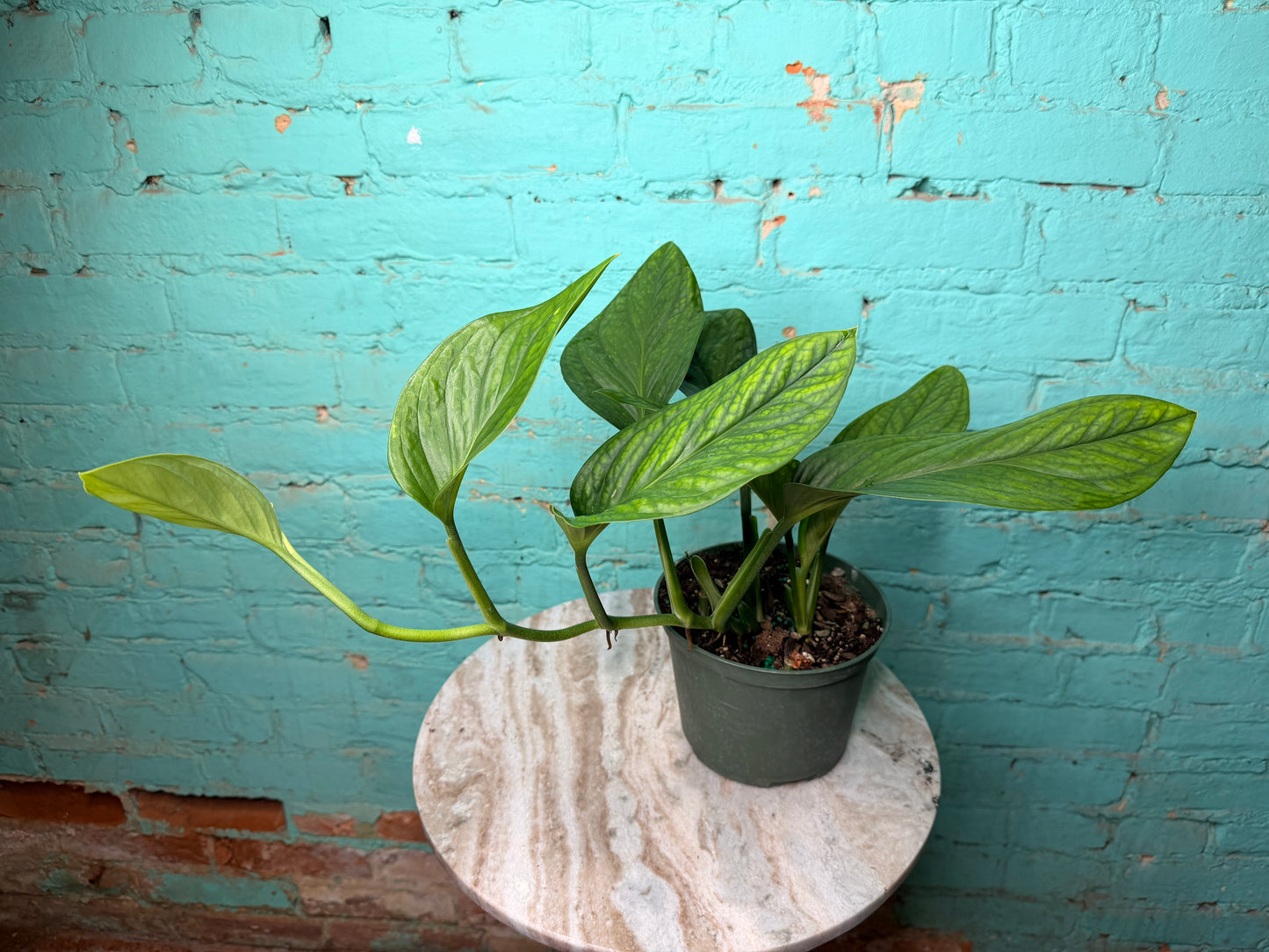 Monstera Pinnatipartita 6”