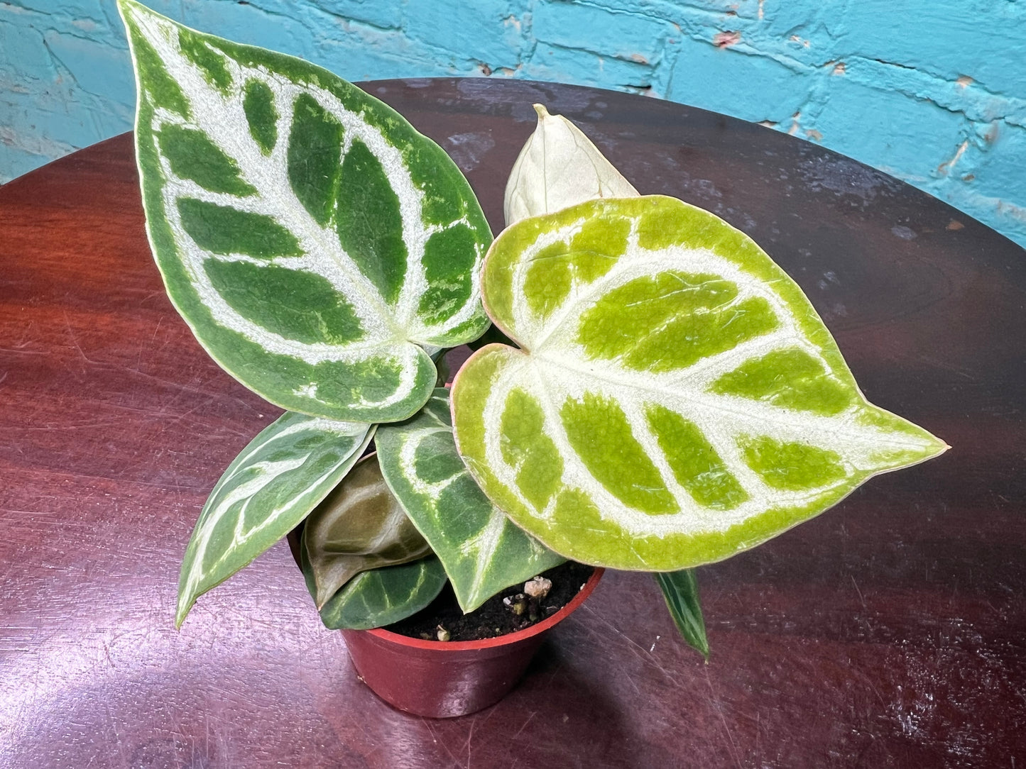 Anthurium Doryaki 3”