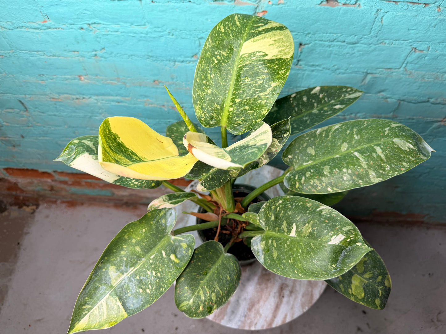 Philodendron Congo Nuclear Variegated 6”