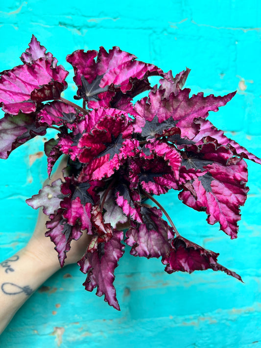 Rex Begonia “Sally Hot Pink”