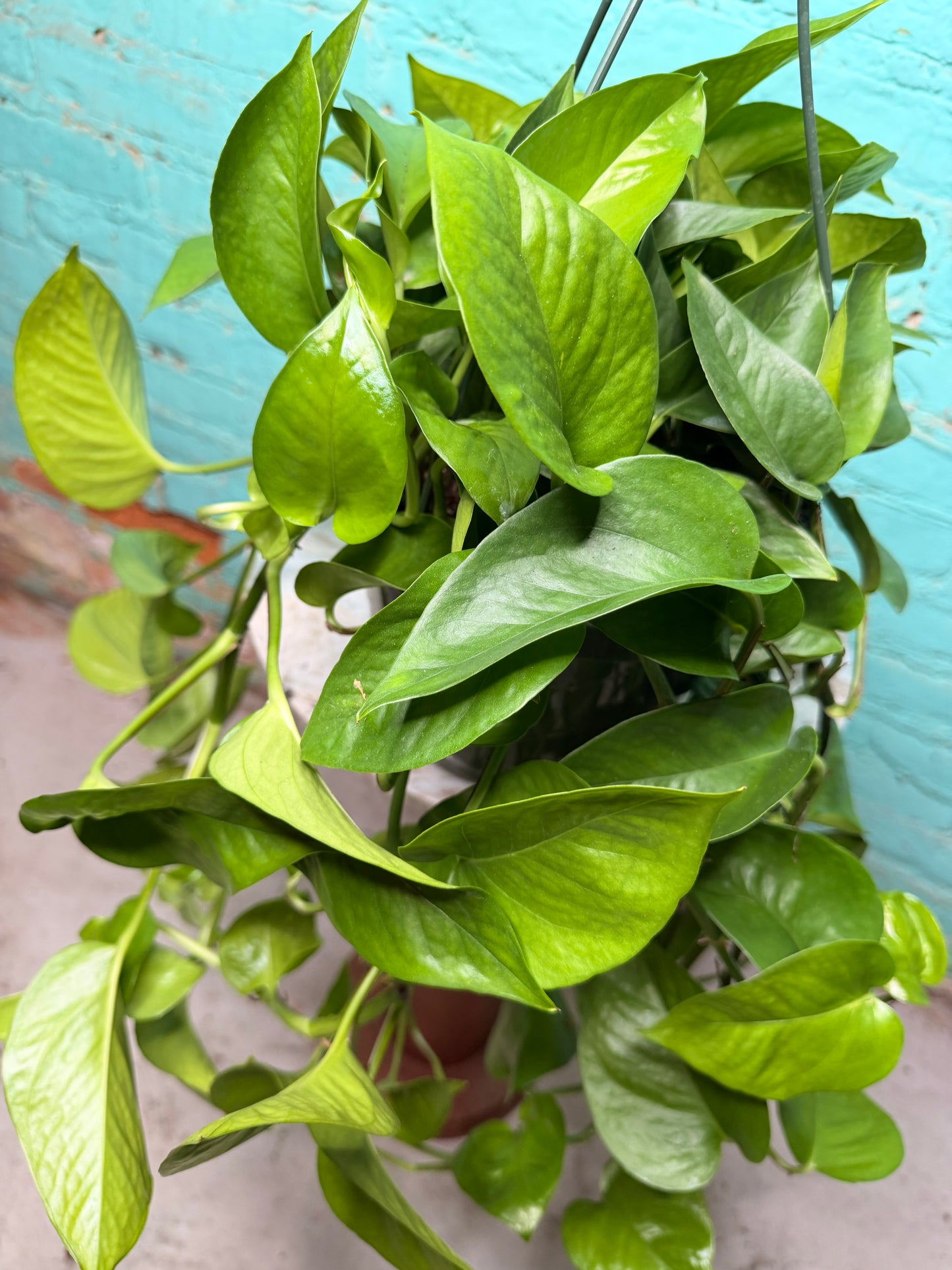 Pothos Jade 8” Basket