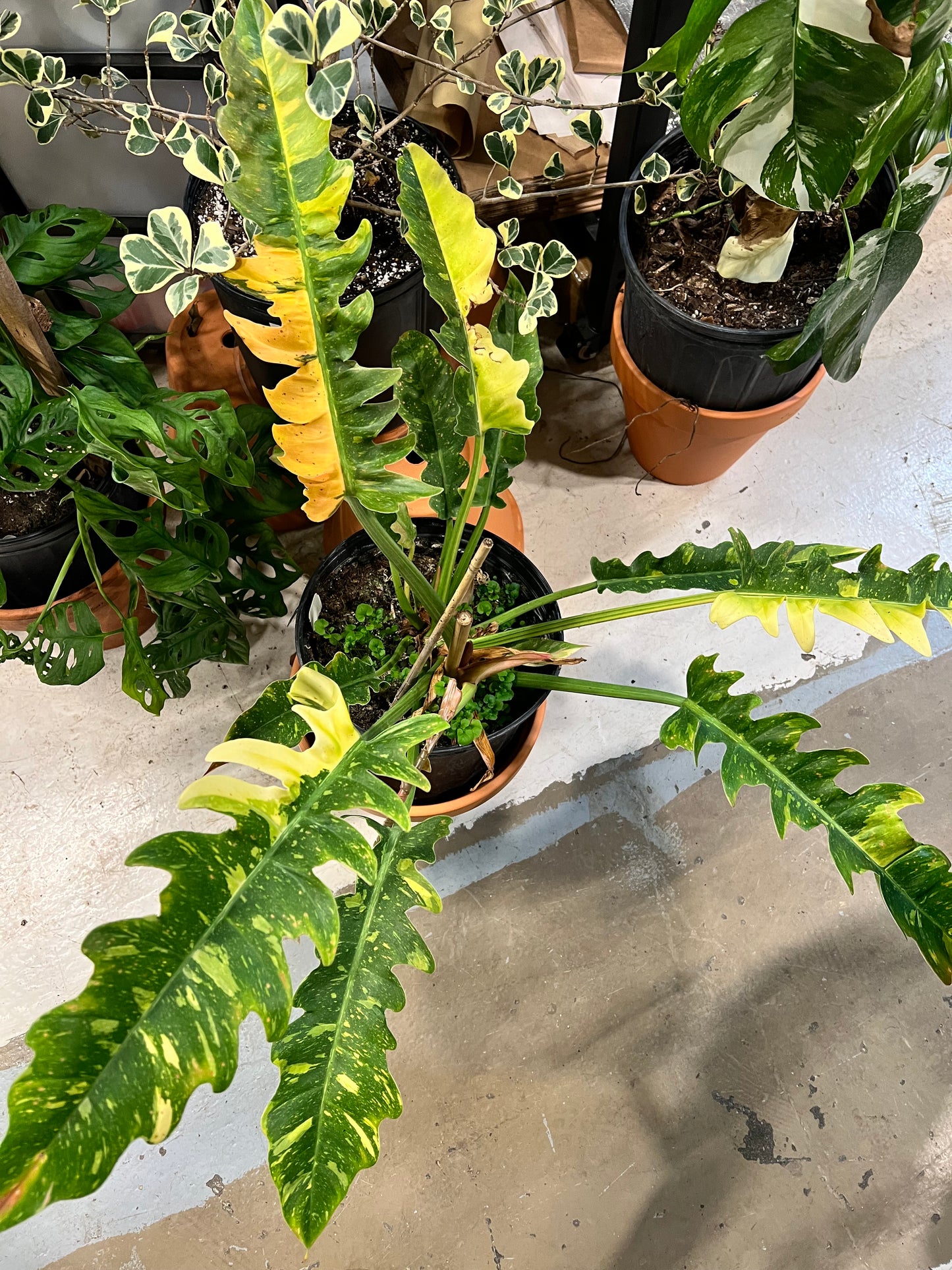 Philodendron Ring of Fire 10”