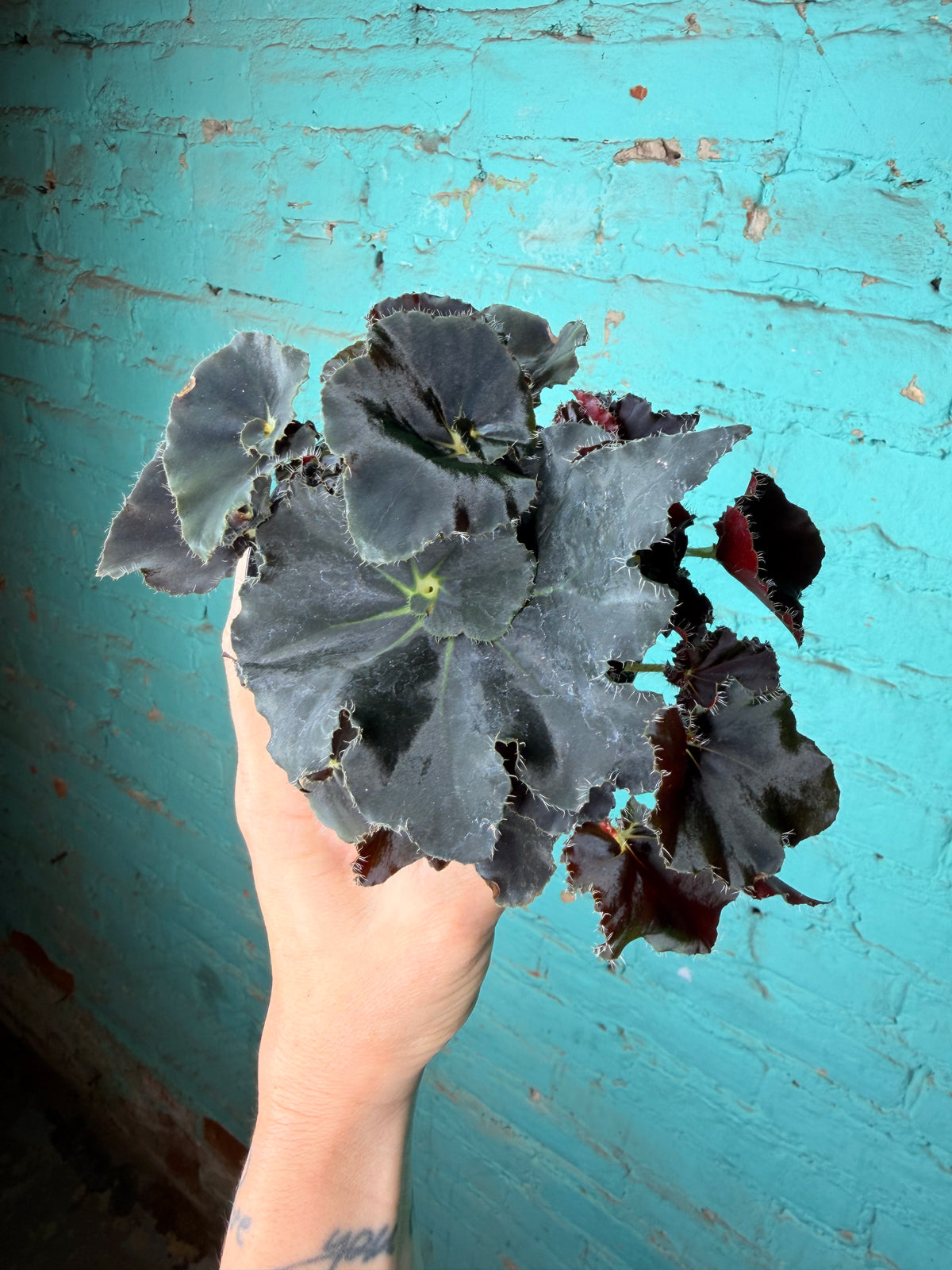 Begonia Rex “Zanzibar” 4”