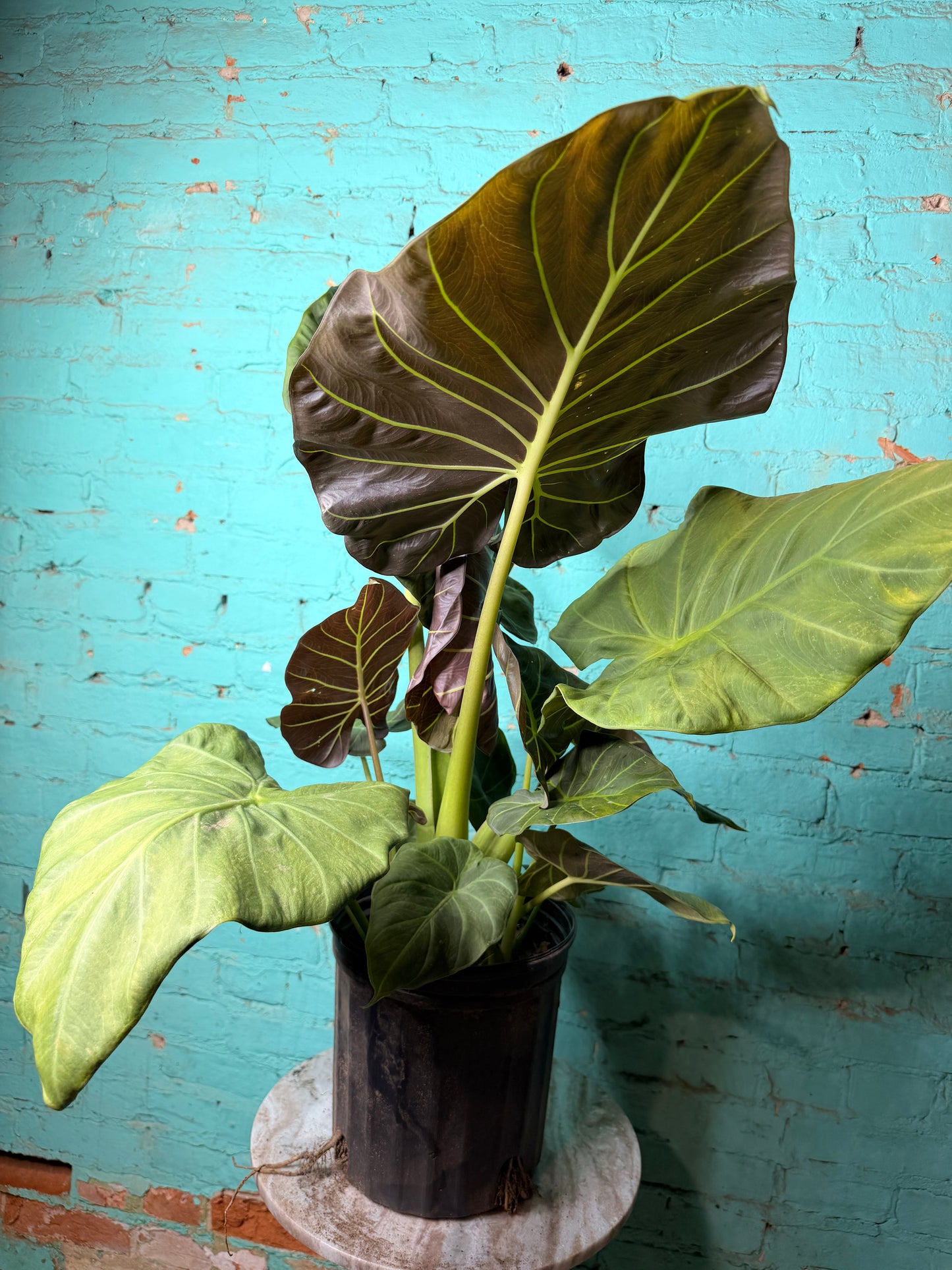 Alocasia Regal Shield 10”