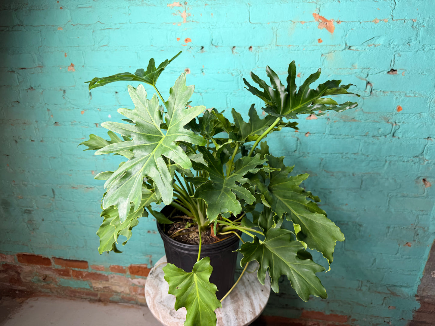 Philodendron Selloum -Hope 10”