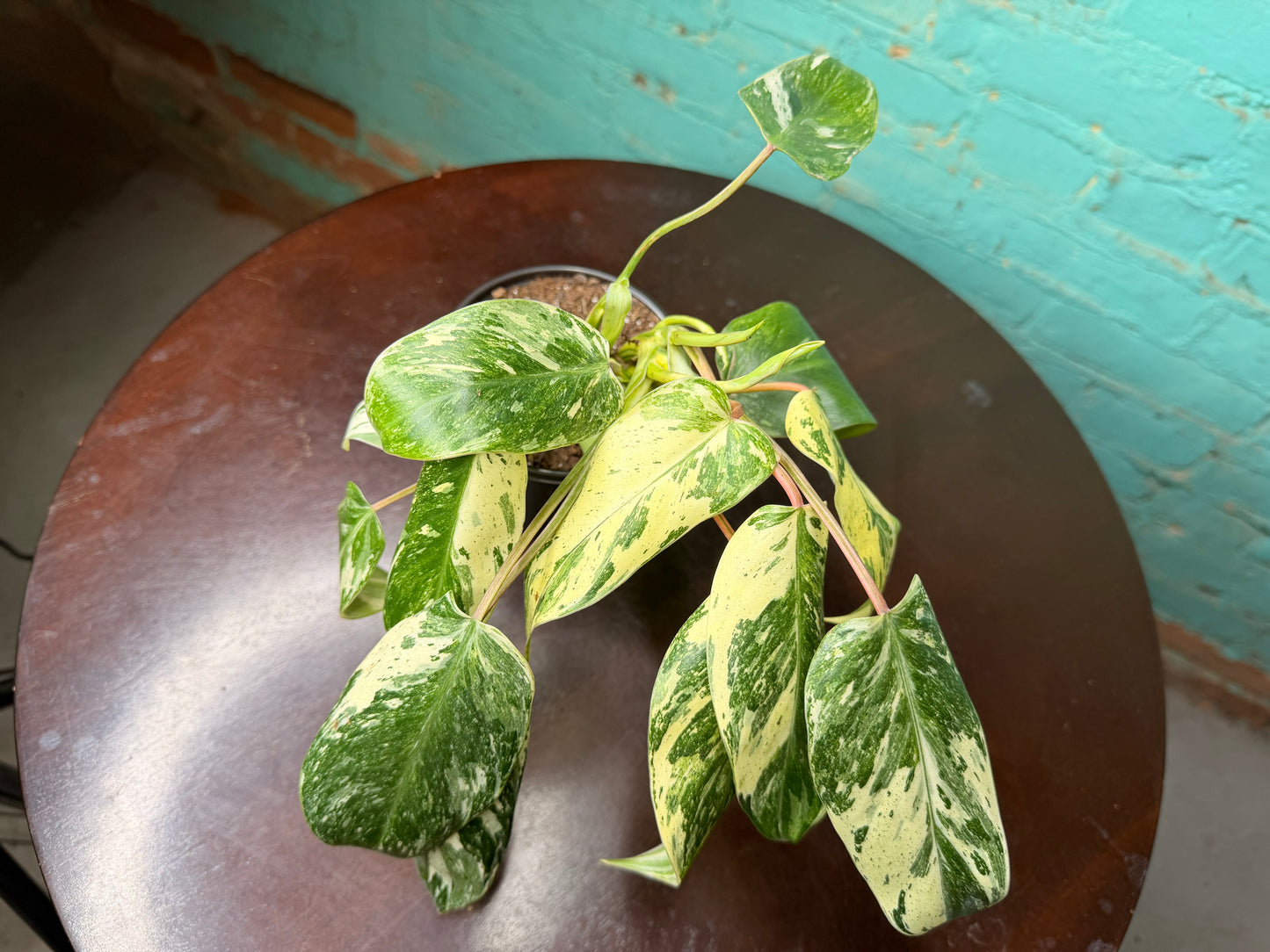 Philodendron ‘Emerald King’ 4”