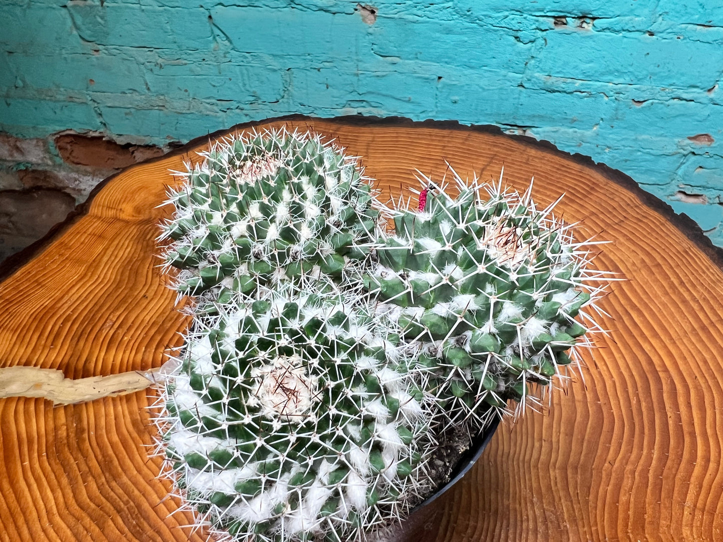 Mammillaria Nejapensis Cactus 6”