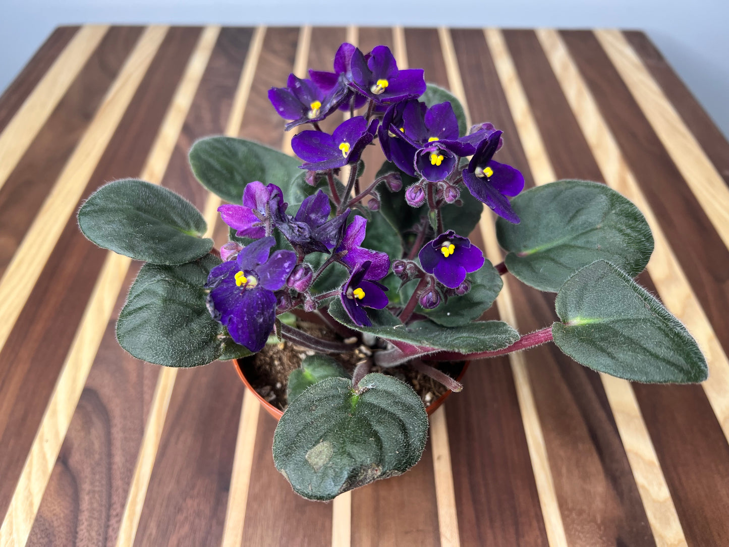 African Violets 4”