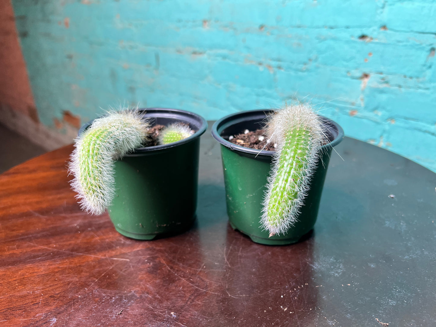 Monkey Tail Cactus 4”