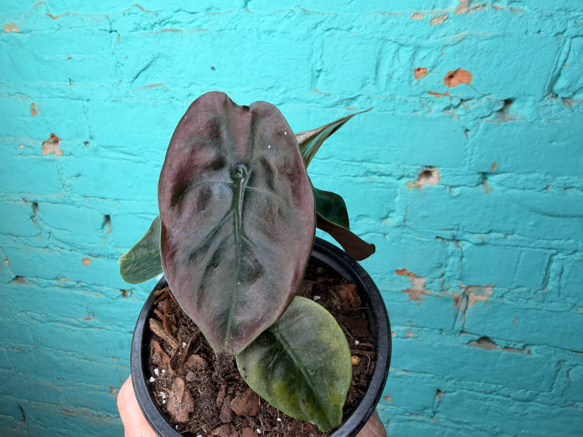 Alocasia Cuprea