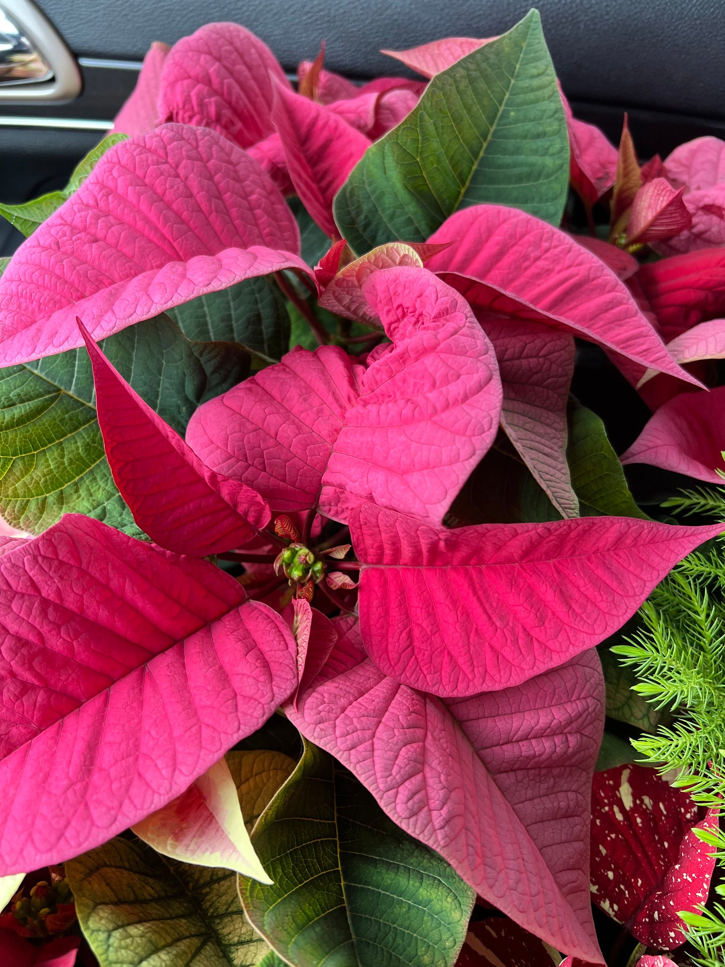 Poinsettia 6”pink