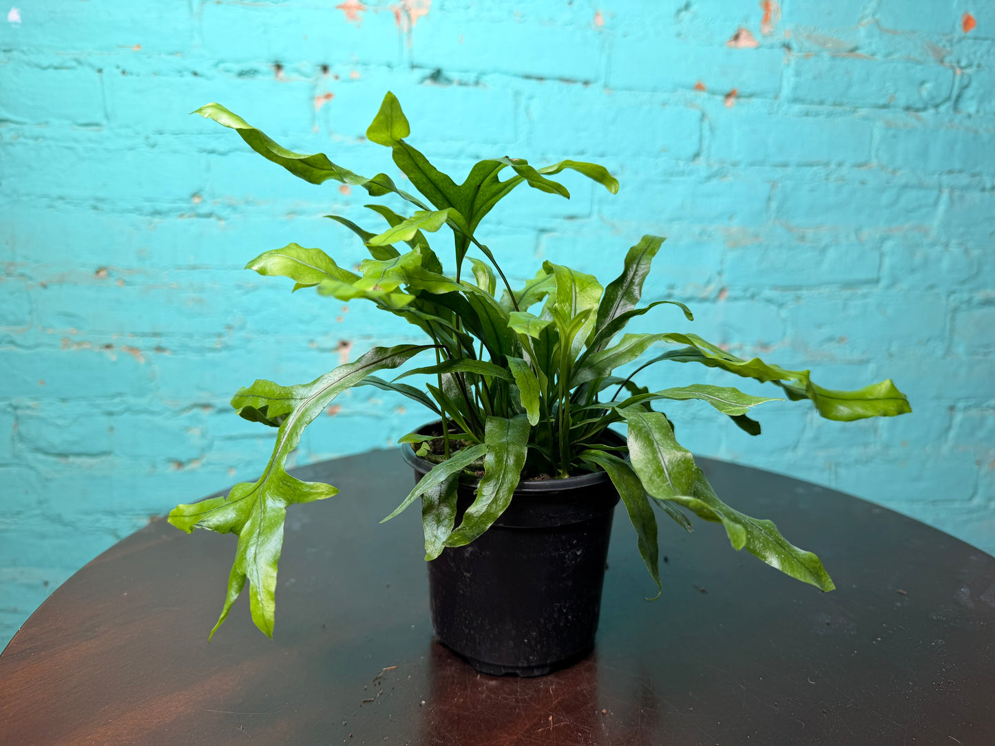 Crocodile Fern 4”