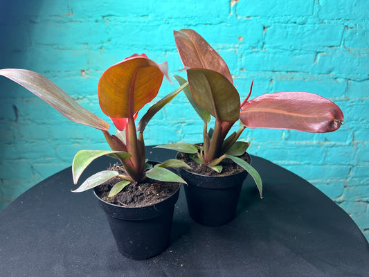 Philodendron- Red Sun