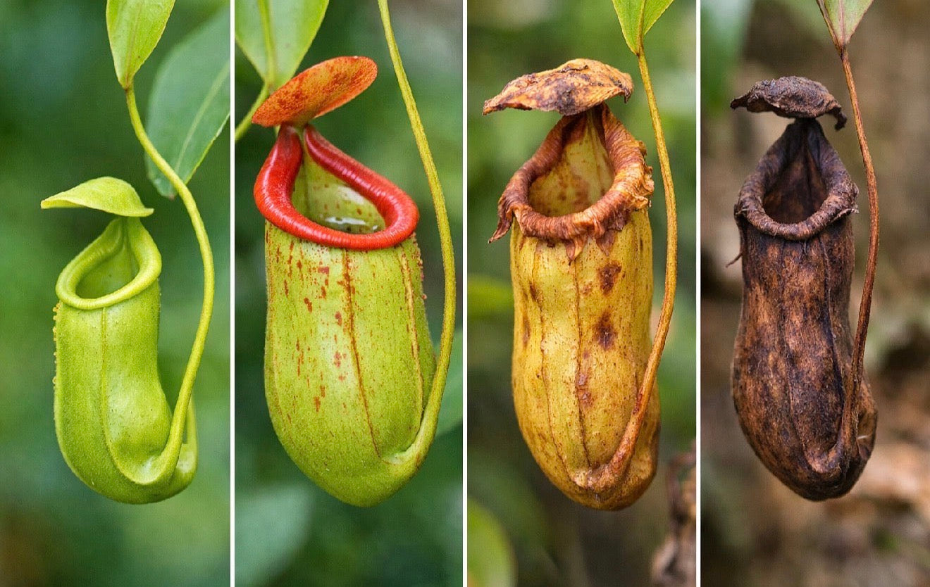 Nepenthes Pitcher Plant “Lowii x Ventricos“4”