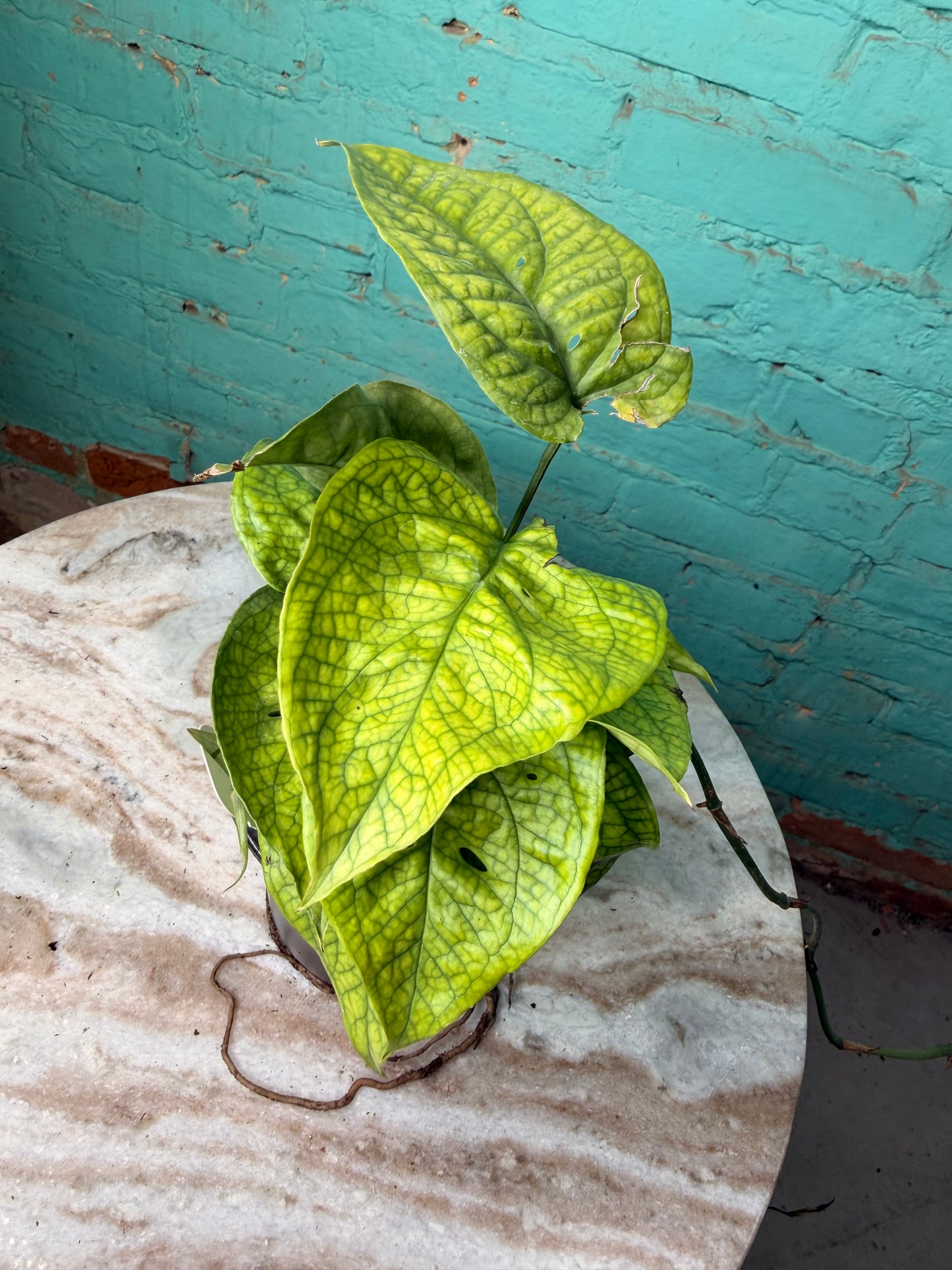Amydrium Medium Silver 4” (“Monstera Spider-Man)