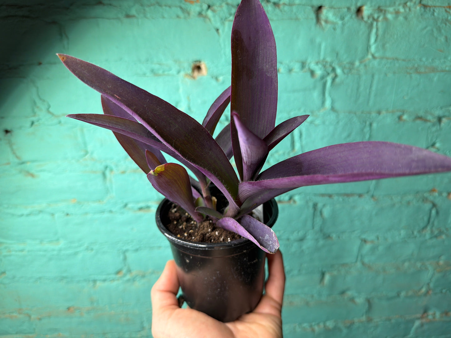 Setcreasea Purple (Purple Heart)4”