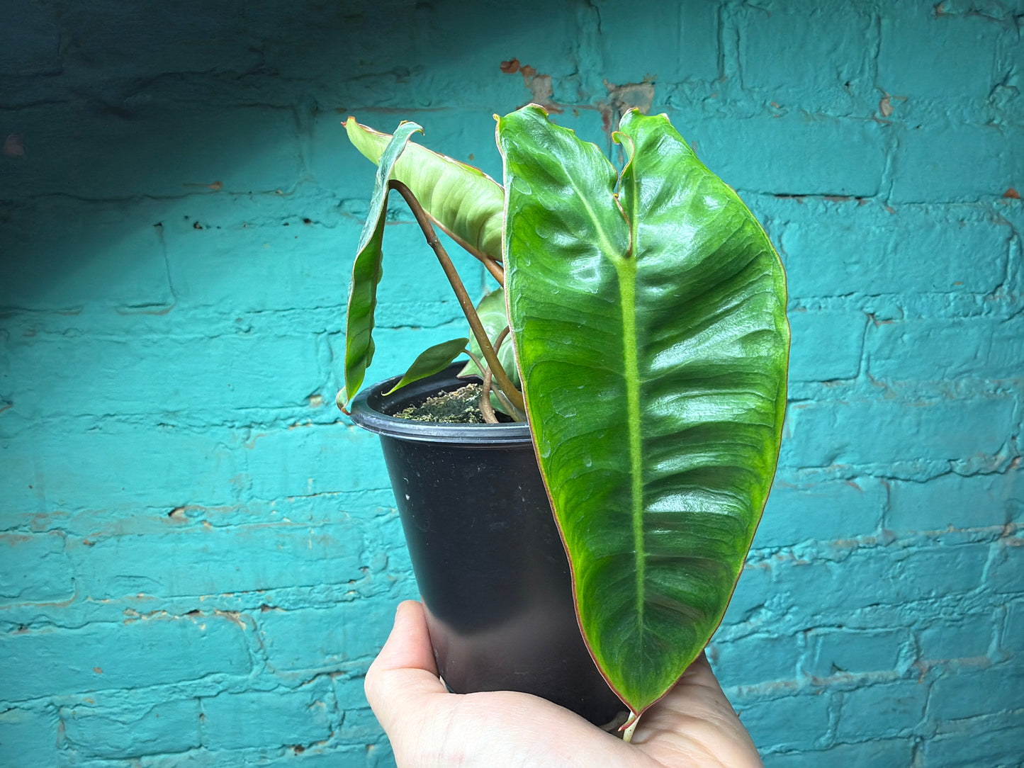 Philodendron Billietiae 4”