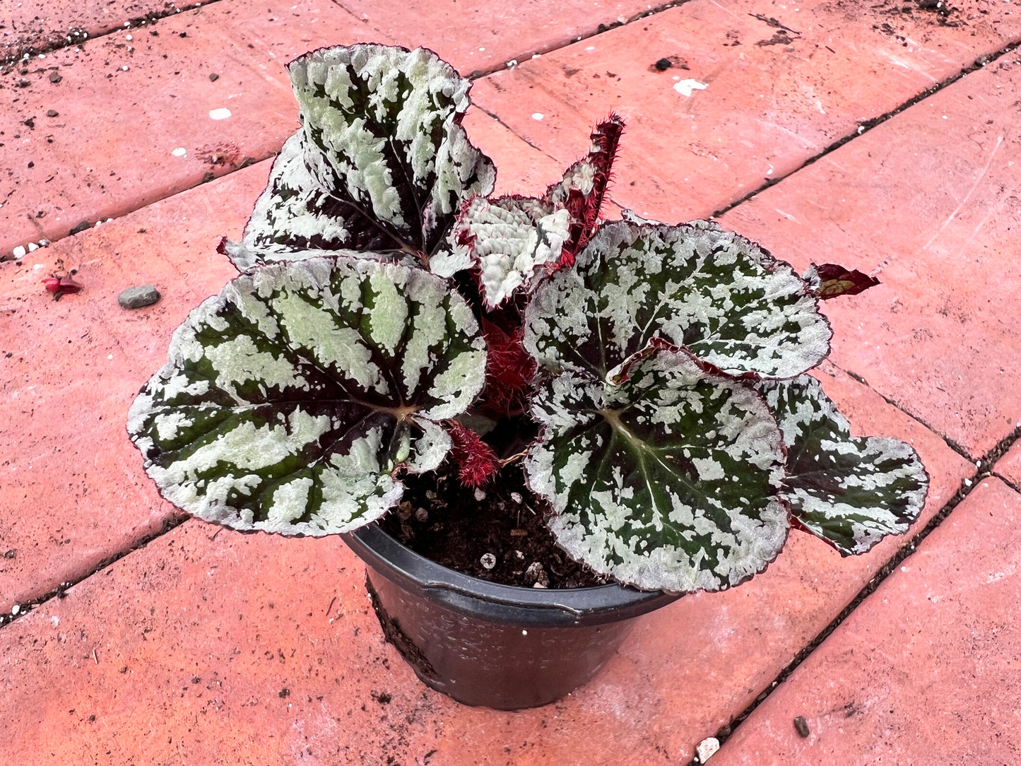 Begonia 'Pin Stripe’ 4”