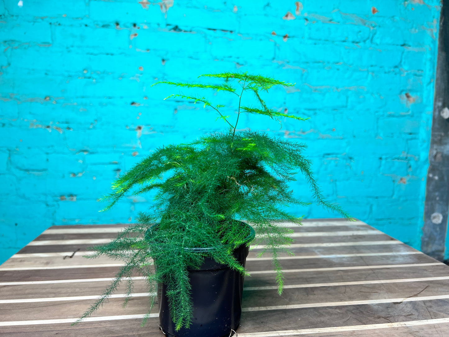 Asparagus Fern