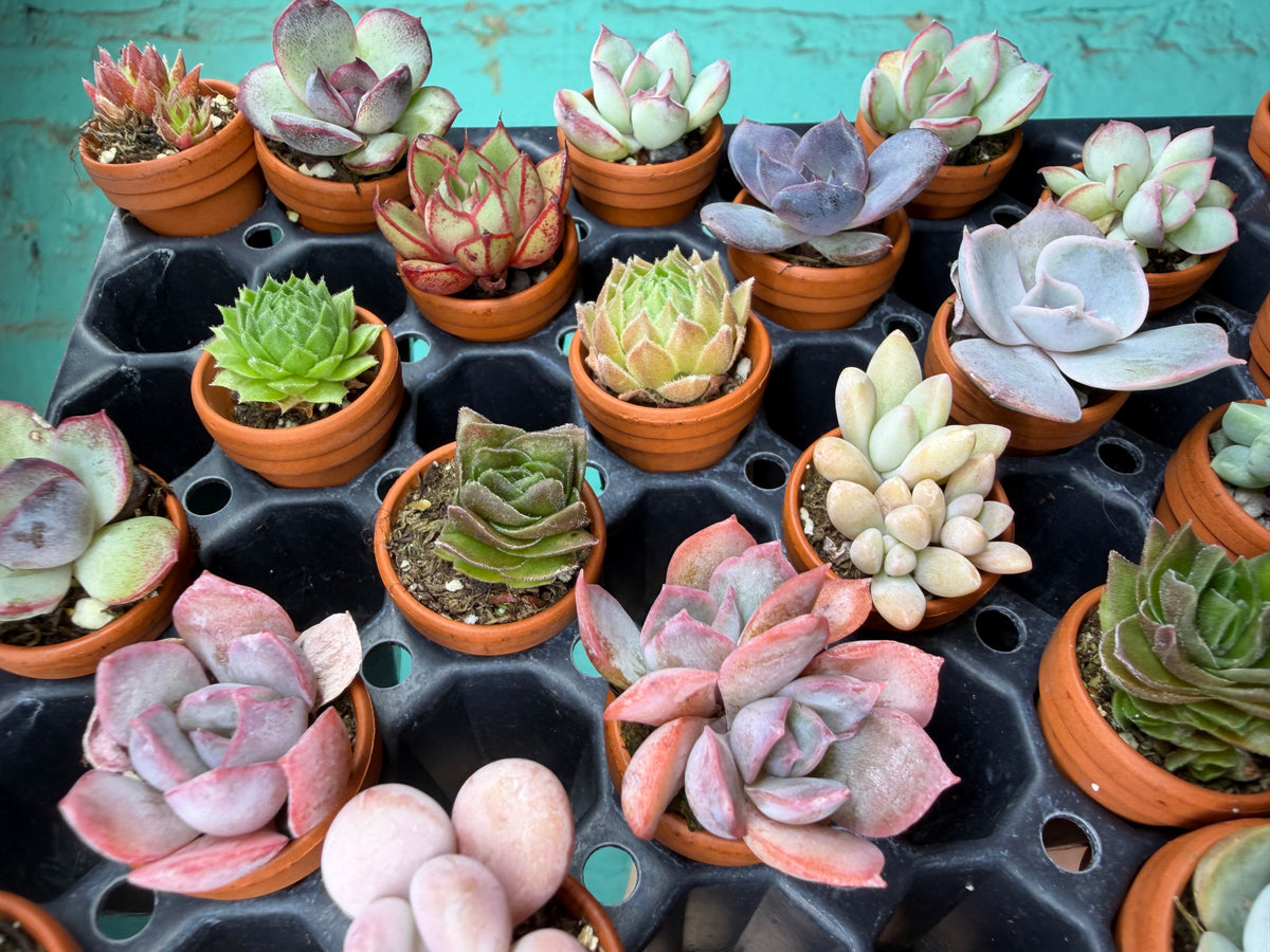 Succulent Thimble clay 1”
