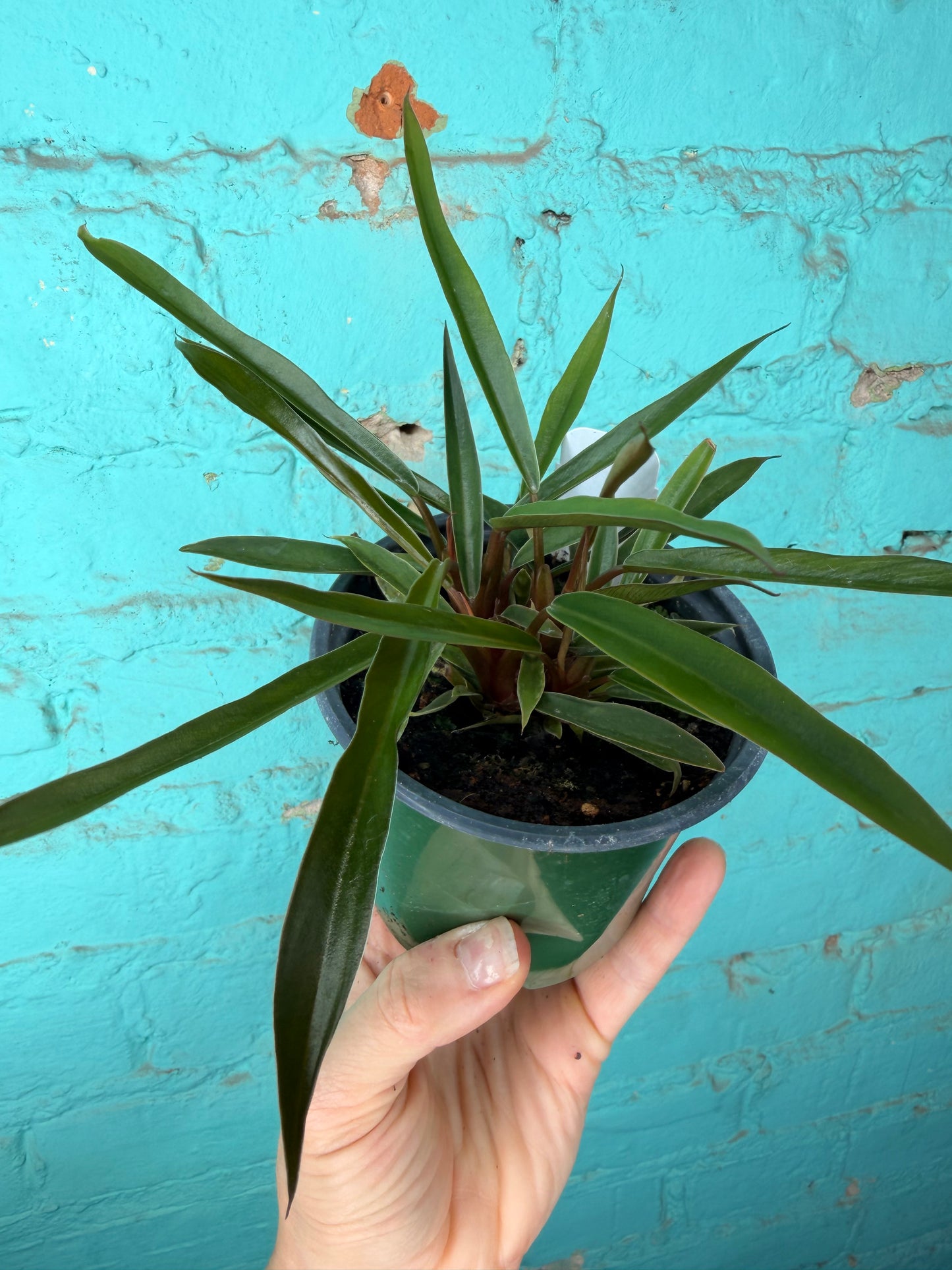 Philodendron Carmel Pluto  4”