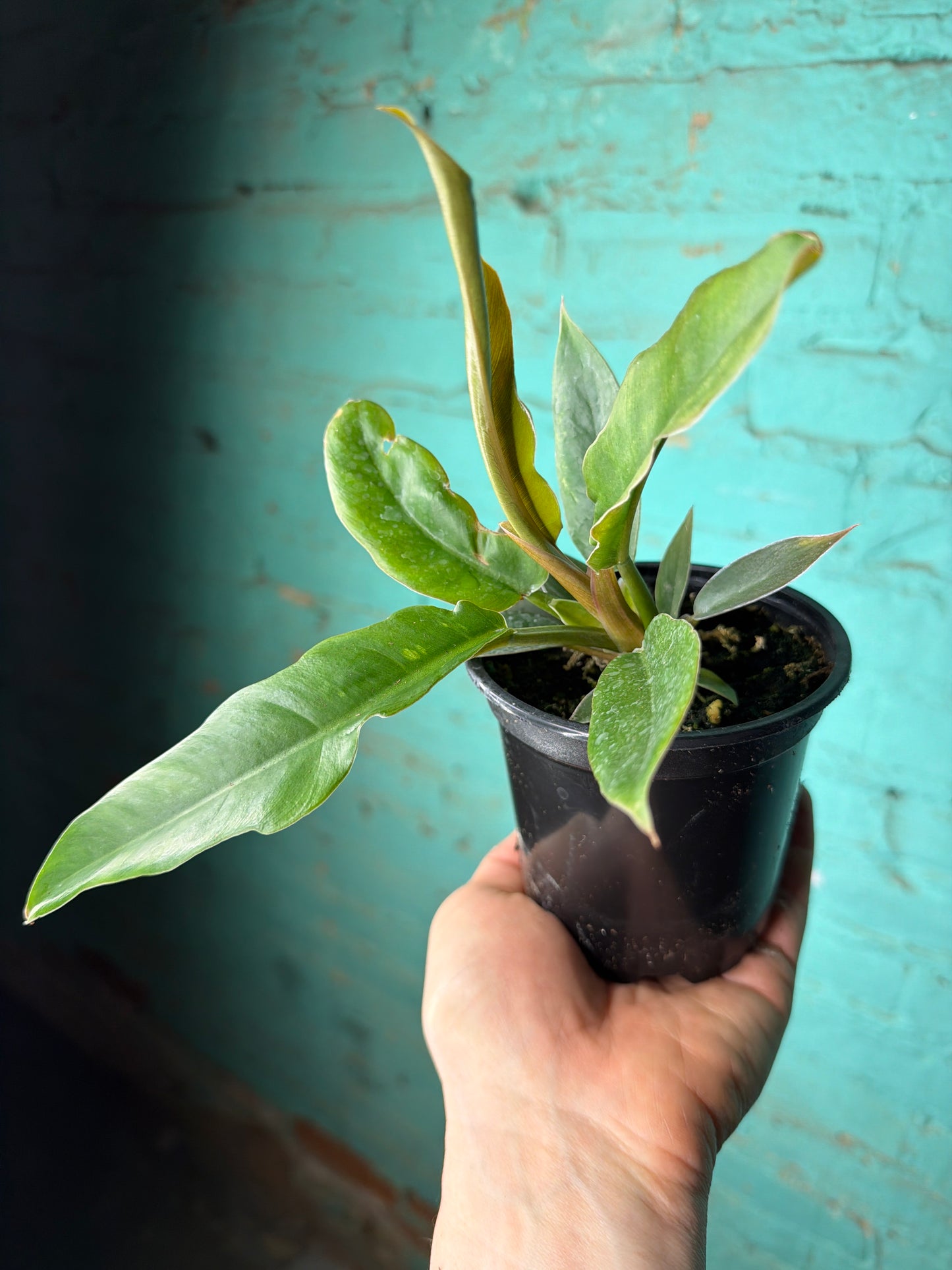 Philodendron Narrow- “Jungle Boogie” 4”