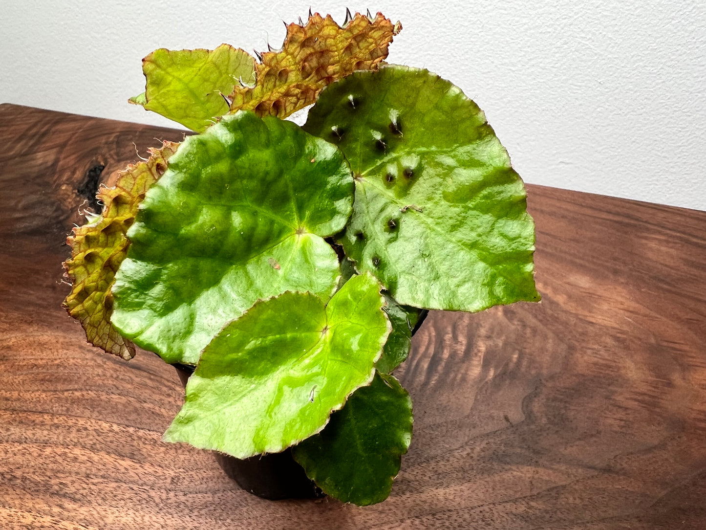 Begonia Ferox