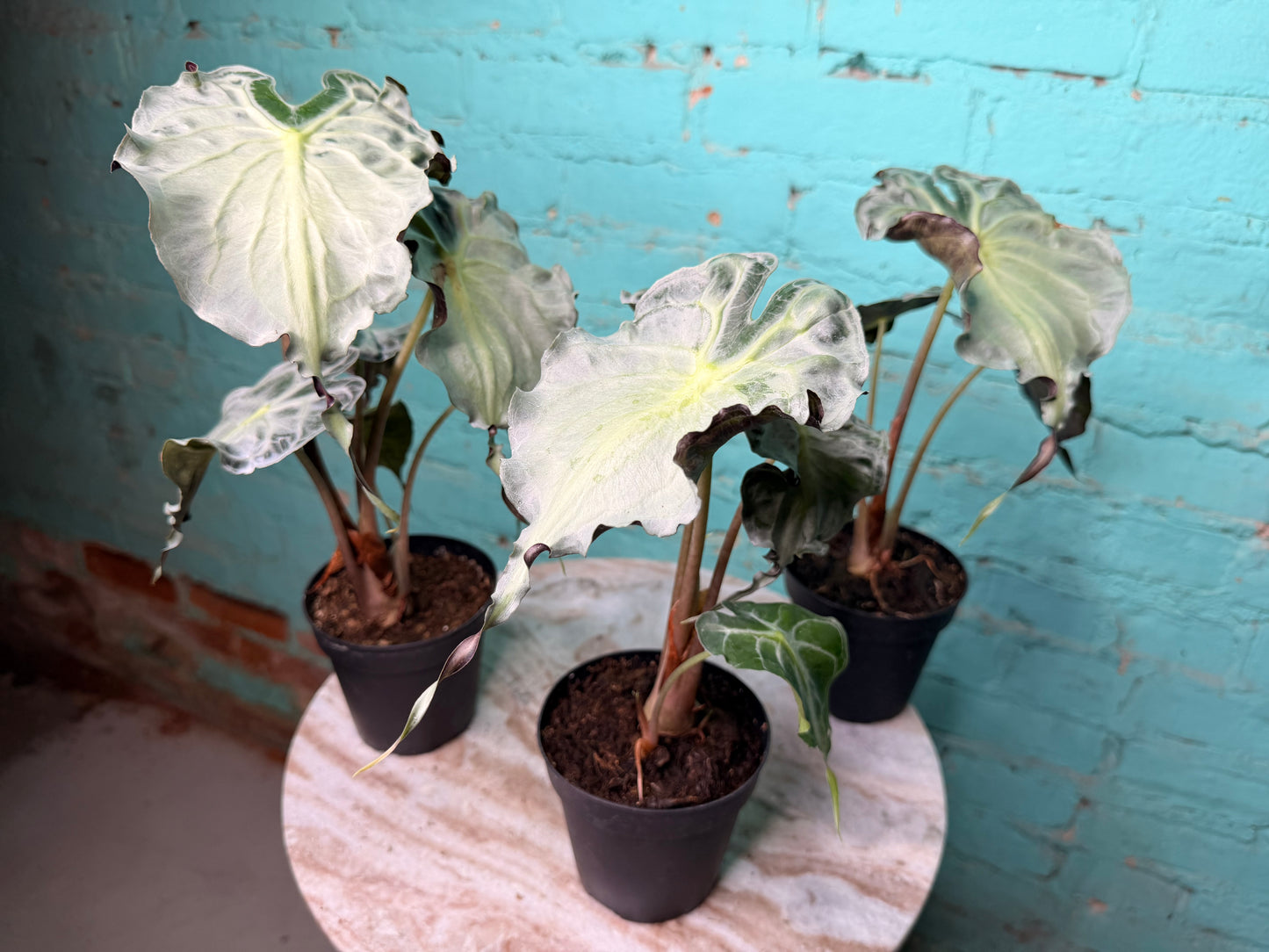 Alocasia Venom 4” (Non-TC)