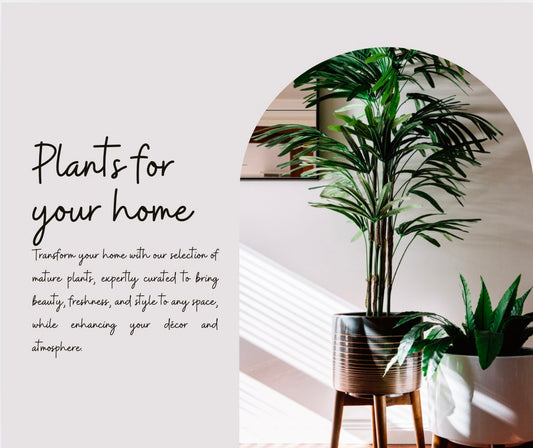 Custom Interior Plant Design