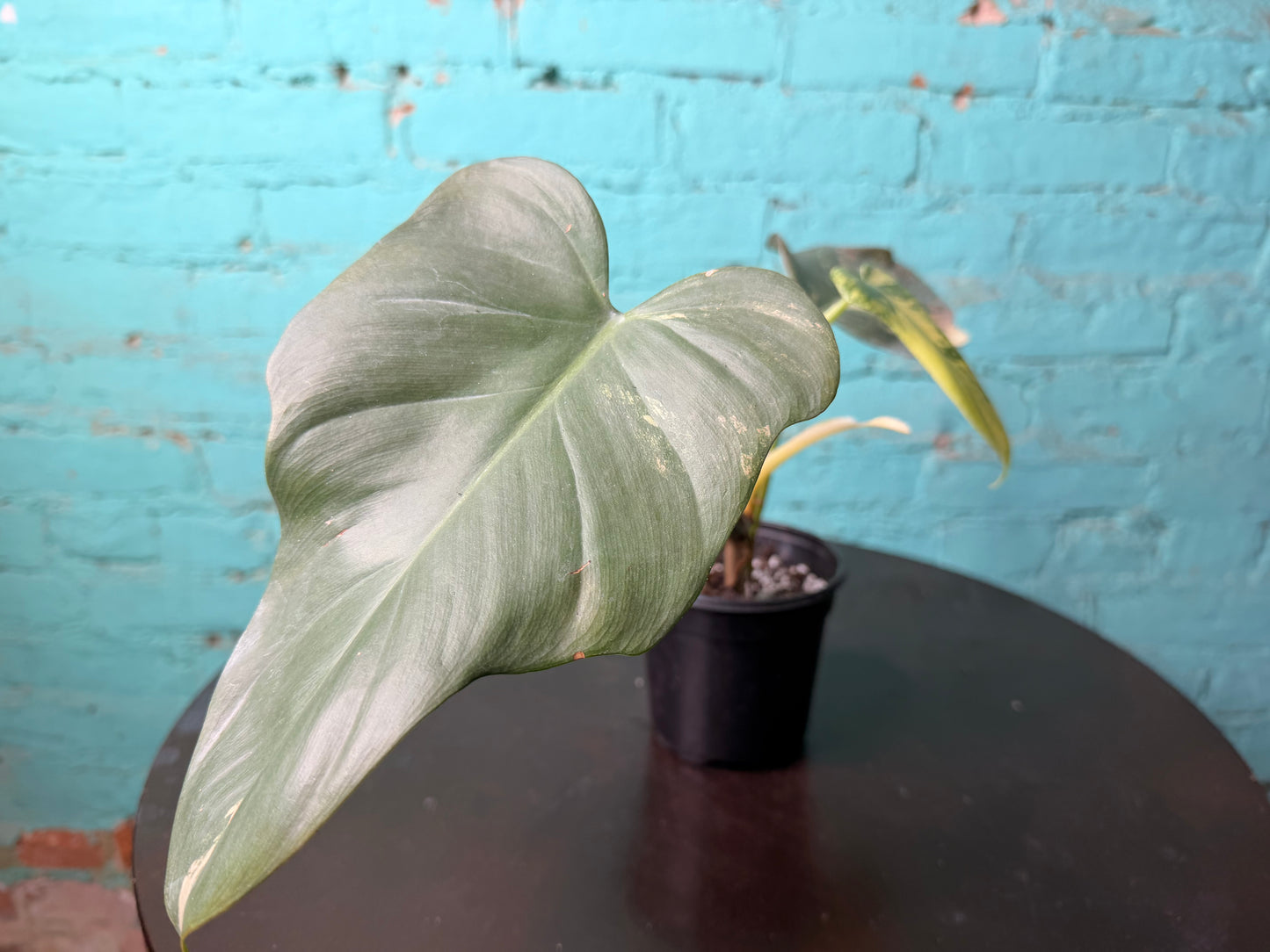 Philodendron Bipennifolium Variegated 4”
