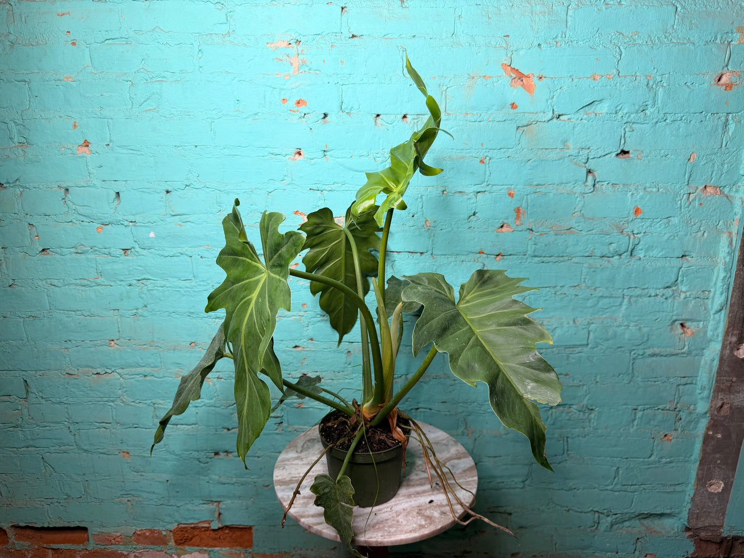 Philodendron Mayoi 6”