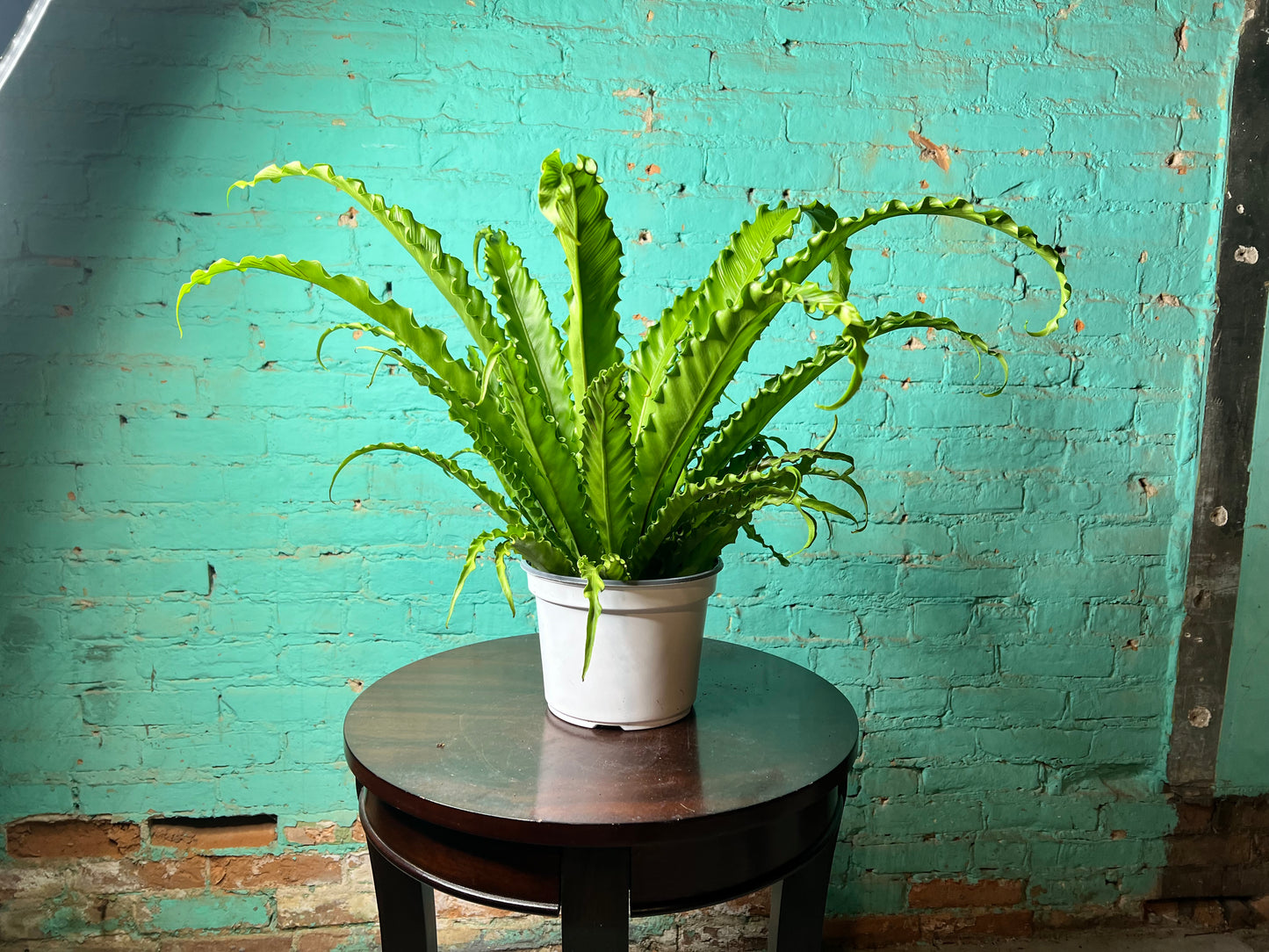 Bird’s Nest Fern curly 8”