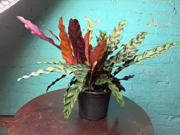 Rattle Snake calathea (6inch)