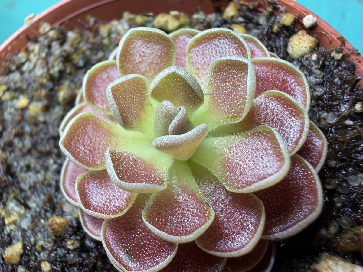 Pinguicula 6 Pack