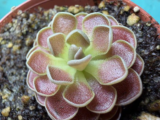 Pinguicula ‘Florian’