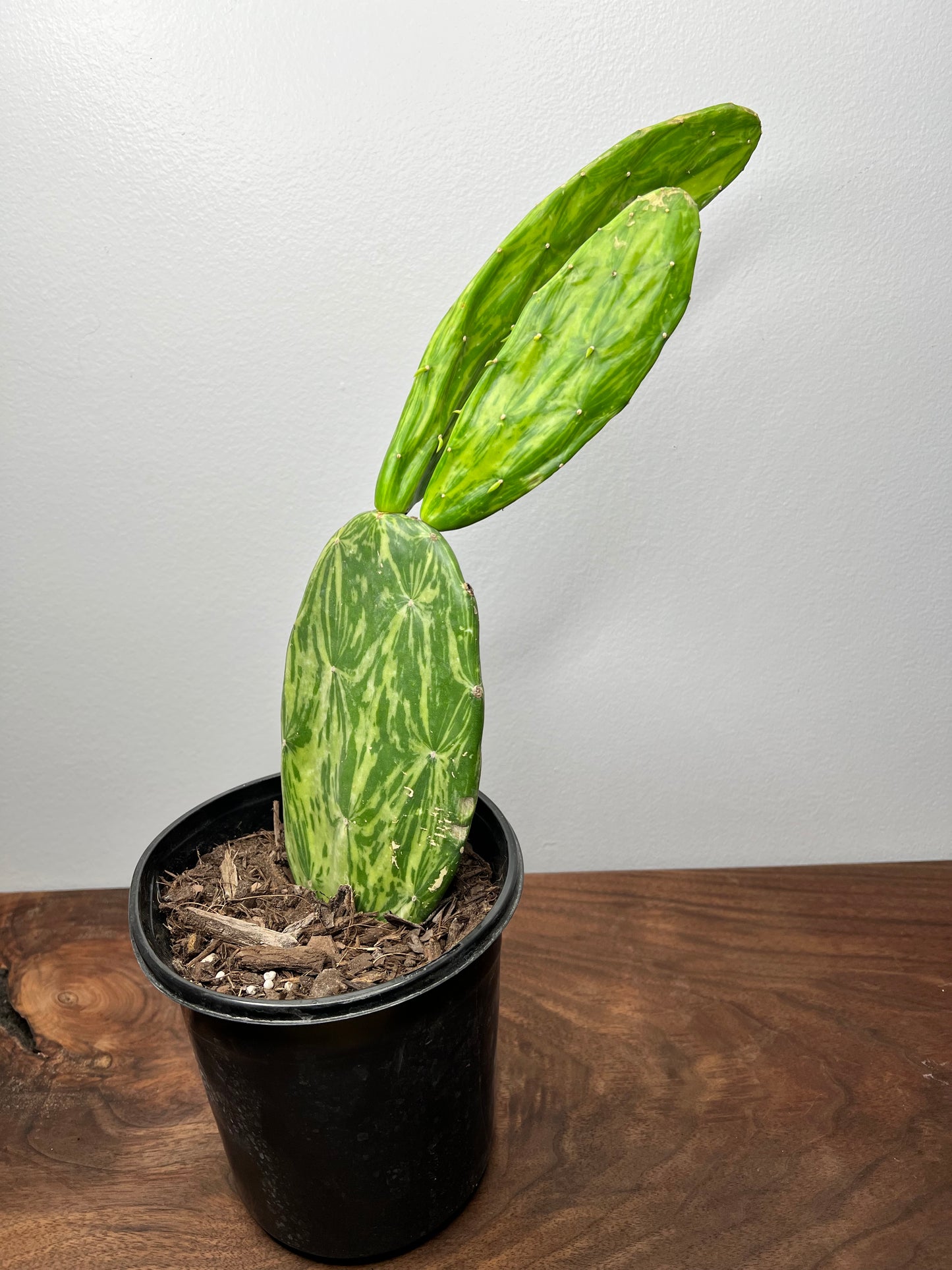 Prickly Pear (variegated)
