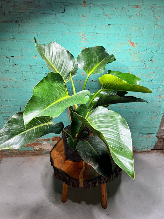 Philodendron Congo 10”