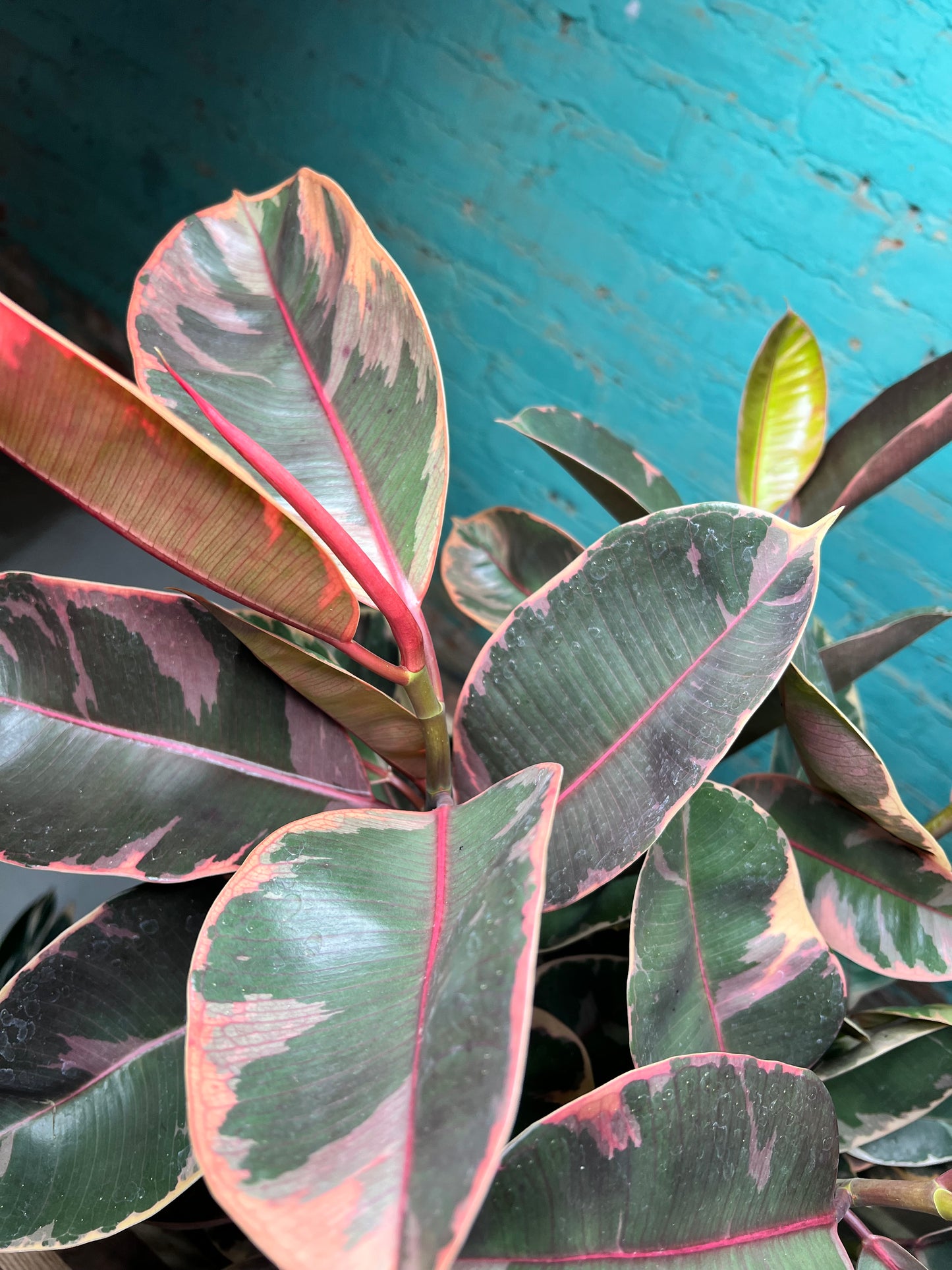 Rubber Tree - Ruby variegated pink 10”