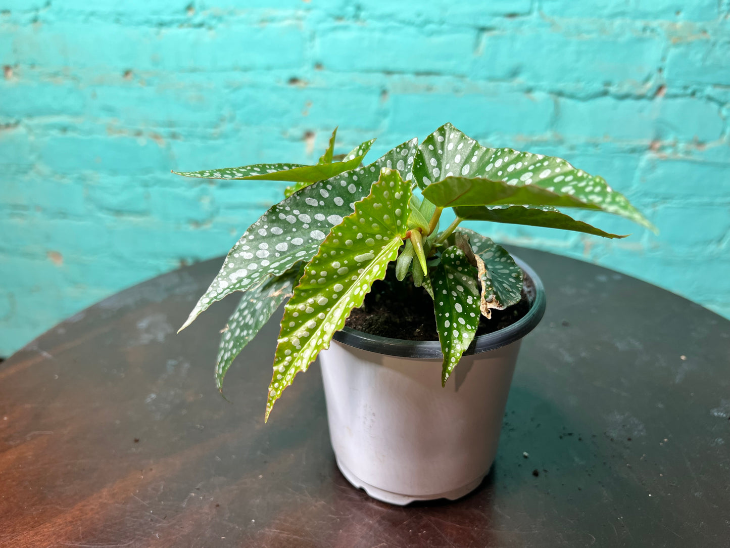 Begonia Maculata- Silver Polka Dot 4”