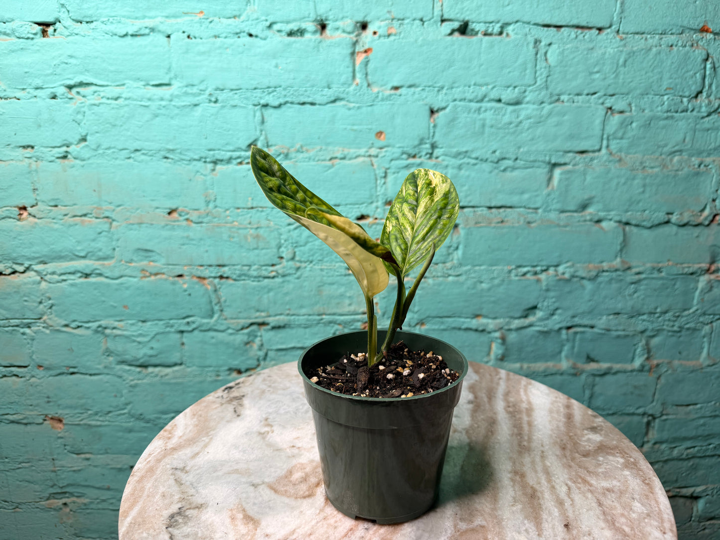 Monstera Peru Variegated 4”
