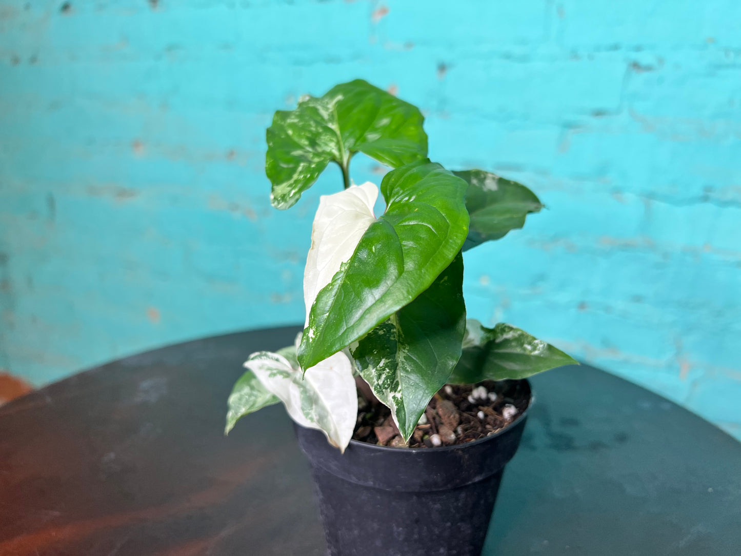 Syngonium Albo
